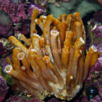 Snake Polyp