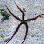 Brittle Sea Star, Fancy Red