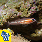 Masked Goby