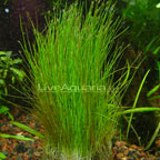 Dwarf Hairgrass