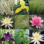 8 x 10 Hardy Full Sun Pond Plant Variety Pack