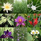 8 x 10 Tropical Full Sun Pond Plant Variety Pack