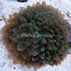 Bubble Tip Anemone 