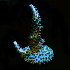 Turquoise Staghorn - Aquacultured