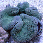 Haddon's Carpet Anemone, Green