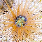 Tube Anemone