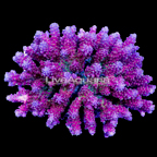 Acorpora Coral, Assorted