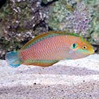 Kuiter's Leopard Wrasse EXPERT ONLY