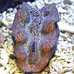 Derasa Clam, Striped with Blue Rim - Aquacultured