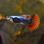 Dumbo Ear Guppy (Male)