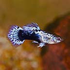 Purple Batik Guppy, Male