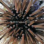 Shortspine Urchin, Caribbean (Build Your Own Kit)
