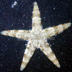 Sand Sifting Sea Star