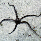 Serpent Sea Star, Fancy Tiger-striped  