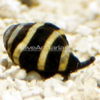 Bumble Bee Snail 