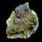ORA® Aquacultured Supernatural Capricornis Coral