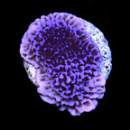 ORA® Aquacultured Purple Montipora Undata Coral