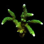 ORA® Aquacultured Neon Green Montipora digitata Coral