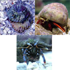 Popular Value Packs, Marine Invertebrates 