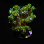 ORA® Aquacultured Green Pocillopora damicornis Coral ORA® Aquacultured Green Pocillopora damicornis Coral