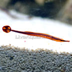 Bluestripe Pipefish 