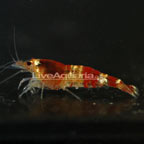 Red Crystal Shrimp