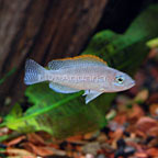 Caudopunctatus Cichlid