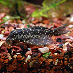 Peppermint Plecostomus (L-31)