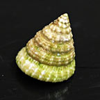 Top Snail