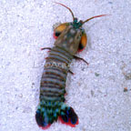 Clown Mantis Shrimp