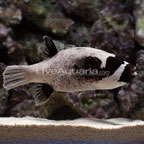 Panda Puffer