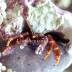 Electric Orange Hermit Crab