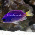 Limbaughi Chromis