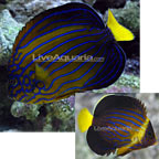 Blueline Angelfish