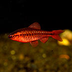 barb fish for sale tiger barbs and other barb species tiger barb compatibility chart
