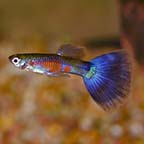 Purple Delta Guppy, Male