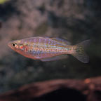 Eastern Rainbowfish