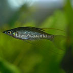 Threadfin Rainbow 