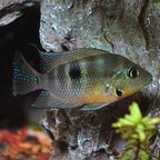 Firemouth Cichlid