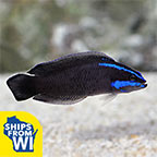 Springeri Dottyback - Captive-Bred