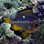 Golden Domino Damselfish 