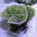 Montipora Capricornis Coral