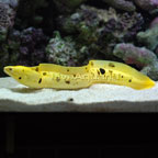 Golden Moray Eel