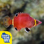 Yellow Banded Possum Wrasse