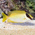 Decorated Rabbitfish