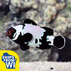 Captive-Bred Premium Snowflake Clownfish Captive-Bred Premium Snowflake Clownfish