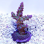 ORA® Aquacultured Micronesian Ant Insignis Coral