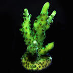 ORA® Aquacultured Green Velvet Acropora Coral