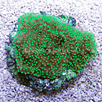 Supernatural Capricornis Coral - Aquacultured, ORA®