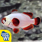 Captive-Bred Gold Nugget Maroon Clownfish Captive-Bred Gold Nugget Maroon Clownfish